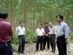 中国开平网2008版 营林规划与实践探索