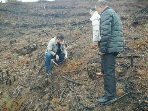 光泽县多管齐下加快植树造林