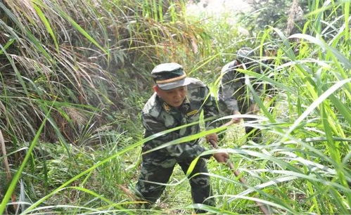 最美务林人│大田桃源林场出了位全国职工职业道德标兵 营林