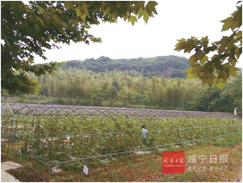咸宁市营林工作成效显著 3年完成植被恢复面积超8万亩