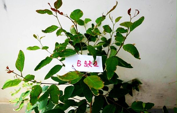 桉树出现红叶分叉怎么办 广西桉树肥料生产厂家