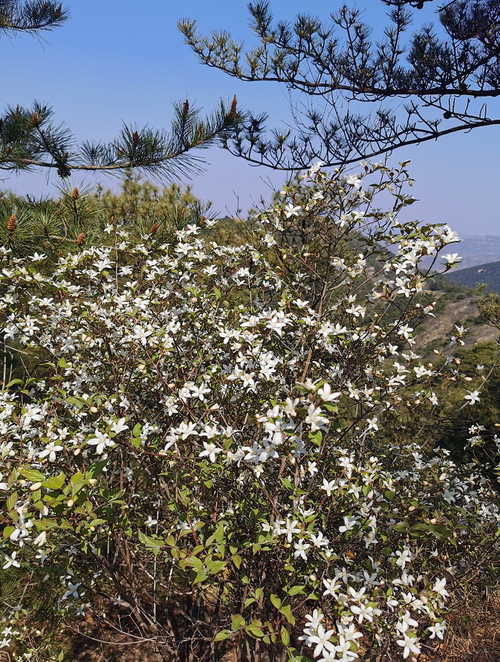 原山林区十二时辰之樵岭前营林区护林员陈志明张义清